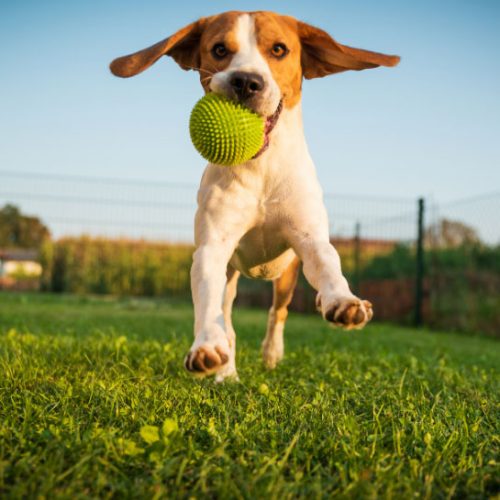 doggie-day-care-720